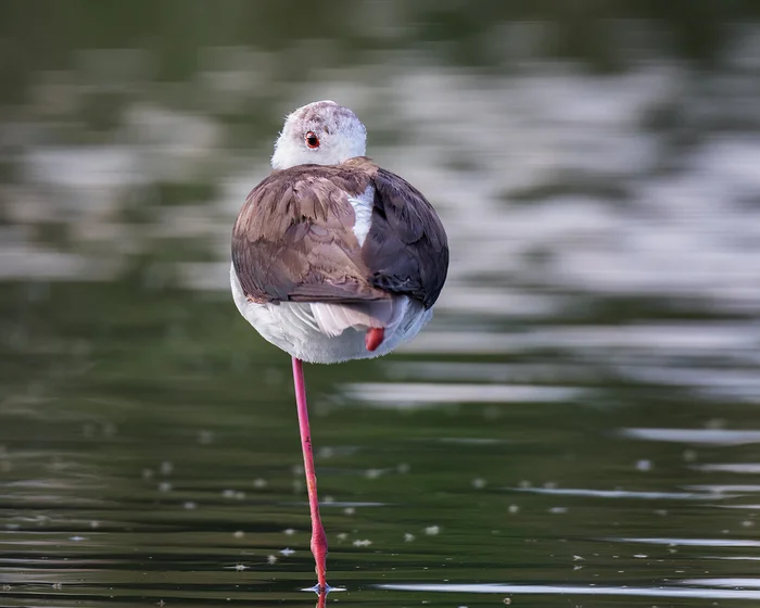 Surveillance Camera - My, Ornithology, Photo hunting, Stilt walker, Birds, The photo