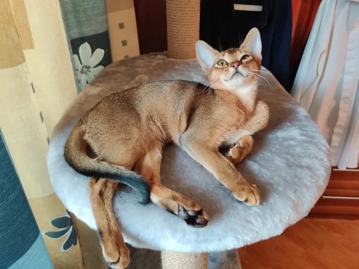 Our Abyssinian Alice in her youth, 5-6 months - My, Abyssinian cat, cat, The photo, Pets