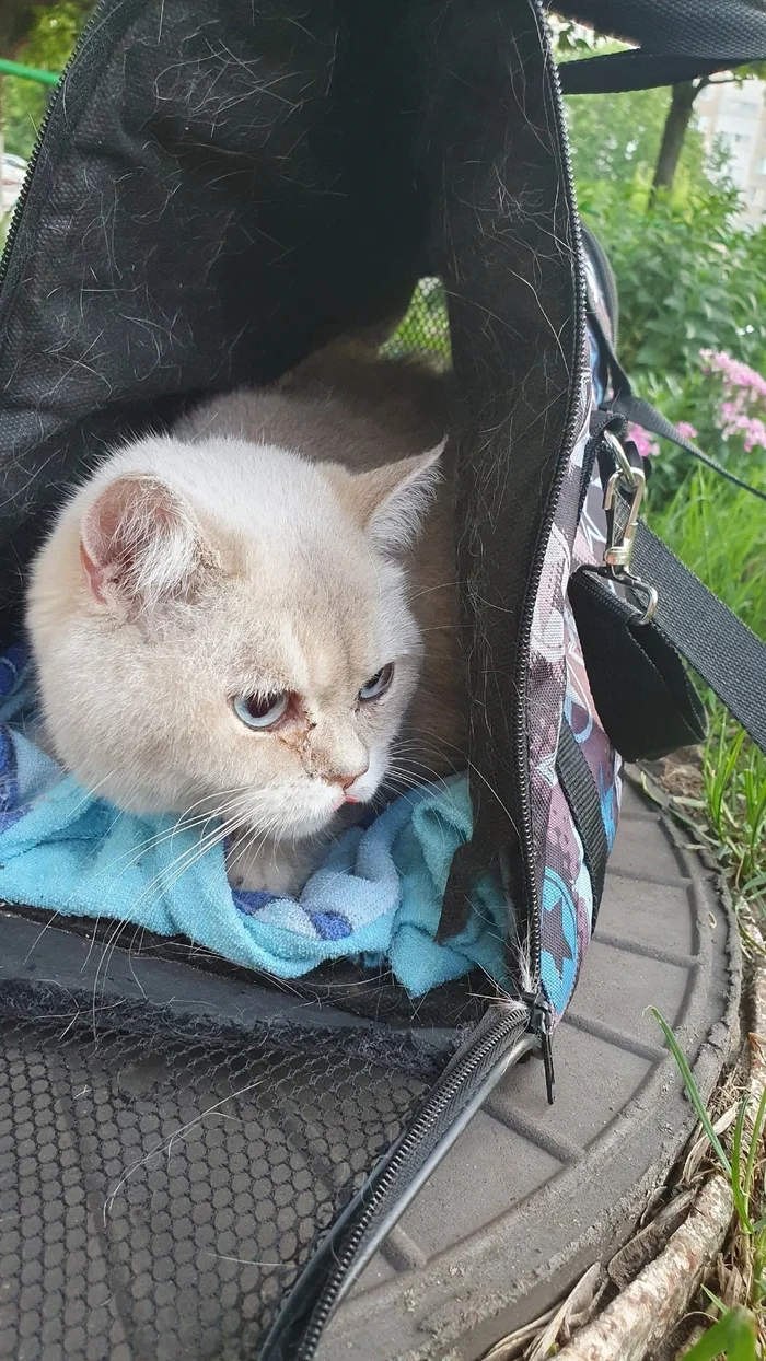 A purebred cat lived on the street. Took for treatment - Overexposure, Volunteering, Charity, Kindness, Cat lovers, Fluffy, Telegram (link), Longpost, Animal shelter, Shelter, Homeless animals, Animal Rescue, No rating, cat, My