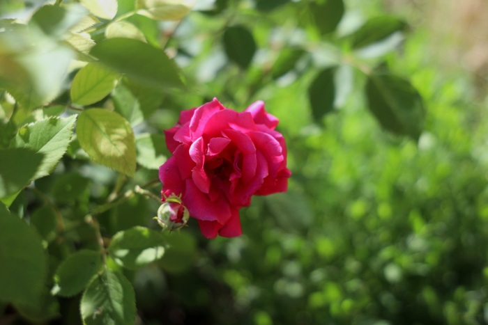 Canon R � ������ 8 � ������������