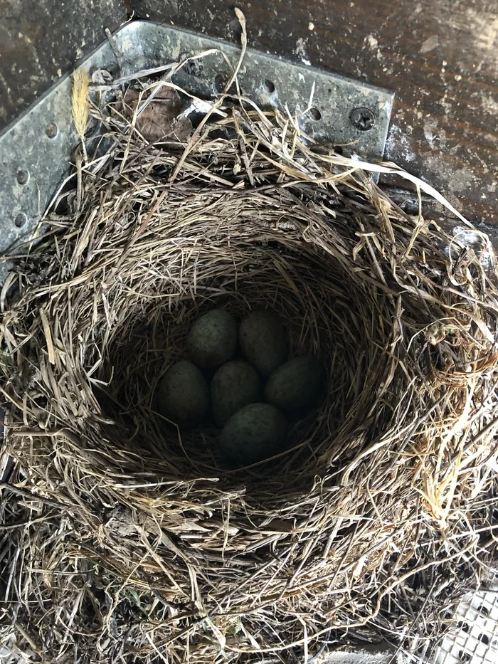 Hatched on the porch of the house - My, Dacha, House, The photo, Photographer, Chick, Birds, Thrush, Porch, Neighbours, Children, Longpost