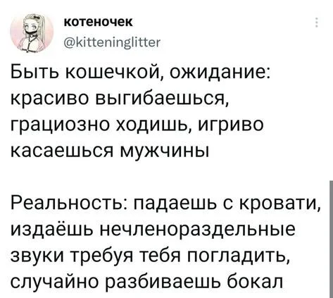 Кошечка - Скриншот, Twitter, Юмор, Грация, Грация картошки