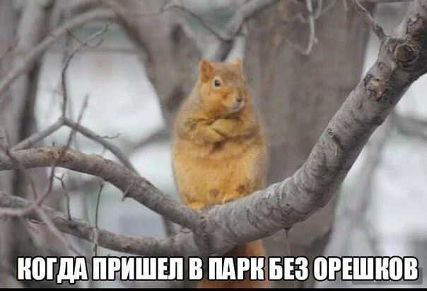 Kislovodsk Belki - Kislovodsk, Squirrel, Nuts, Pine nuts, Walnuts