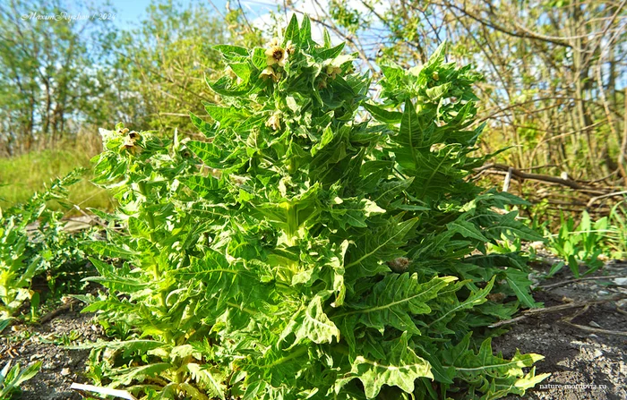 Black henbane (Hyoscyamus niger) - My, Poisonous plants, Plants, Longpost