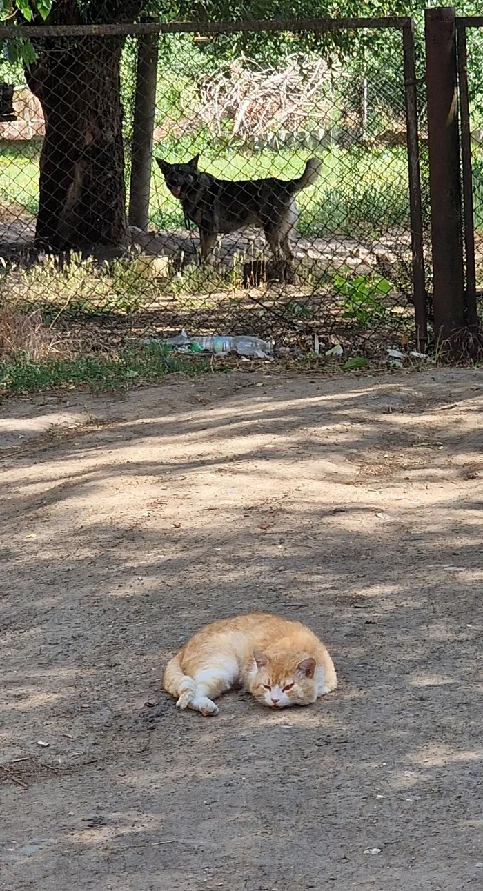 Out of reach - My, cat, Dog, Fence, Mobile photography, Cats and dogs together