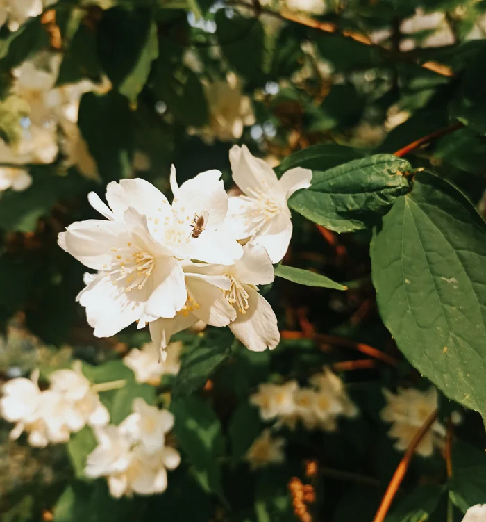 Syringa - My, Mobile photography, Images, Summer, Nature, Bloom, Jasmine, beauty