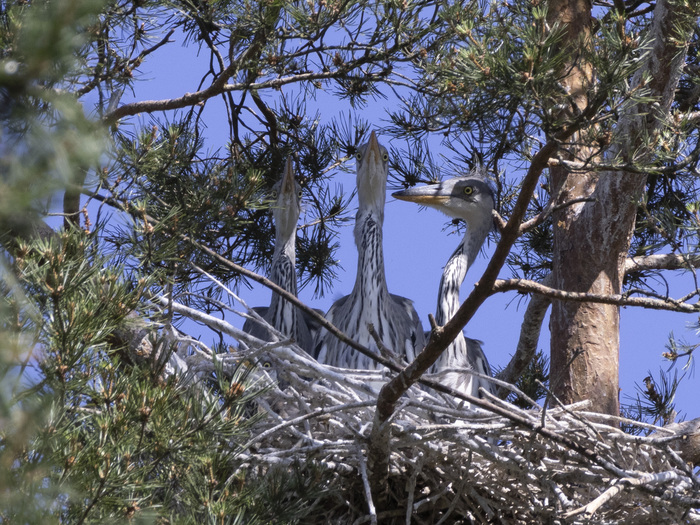 Совсем мелкие, даже пушок еще на голове не выпал.