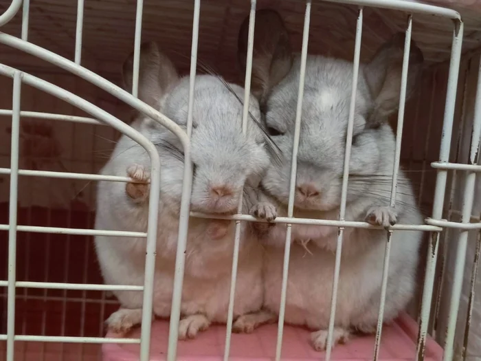 Freedom for the parrots!!!!! - My, Chinchilla, Pets, The photo