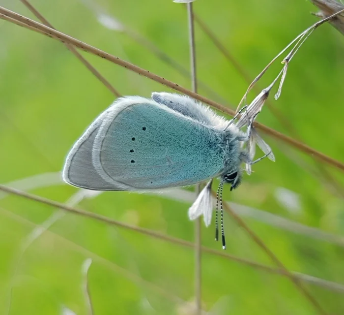 Favorite winged fashion model - My, Macro photography, Insects, Butterfly, Blue, Lepidopterology, beauty, Entomology, Longpost