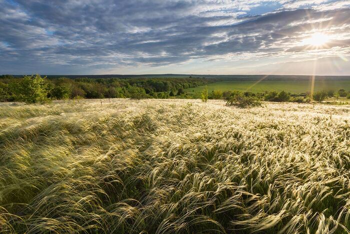 Ocean is shaking - My, Feather grass, Steppe, Rostov region, Landscape, The photo