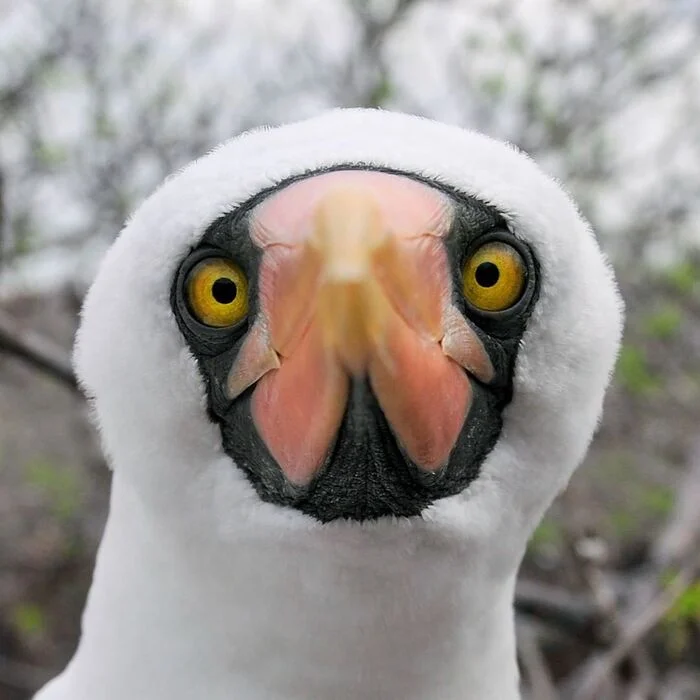 Nazcan gannet - Booby, Birds, Wild animals, wildlife, Galapagos Islands, The photo