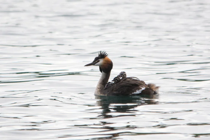 Great grebes with chicks and other inhabitants of the quarry - My, Birds, Ornithology League, Photo hunting, Ornithology, The photo, Chomga, Coot, Bird watching, Longpost