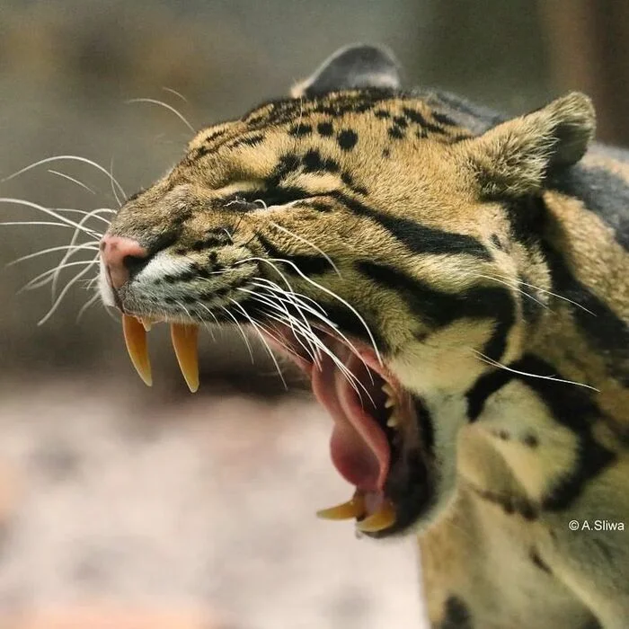 Yawns widely - Clouded leopard, Big cats, Cat family, Predatory animals, Wild animals, Zoo, To fall, Yawn, The photo