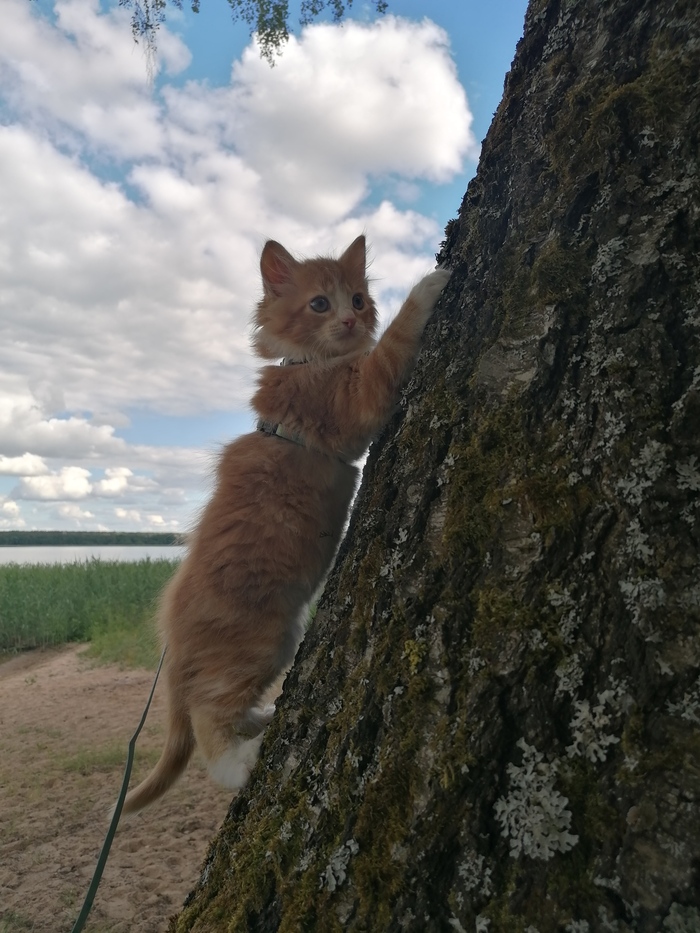 ������� � ��� ��� ������� �����������. ����� �������� ������� �� ��������. ��������� � �������. ����� ������ �����. 