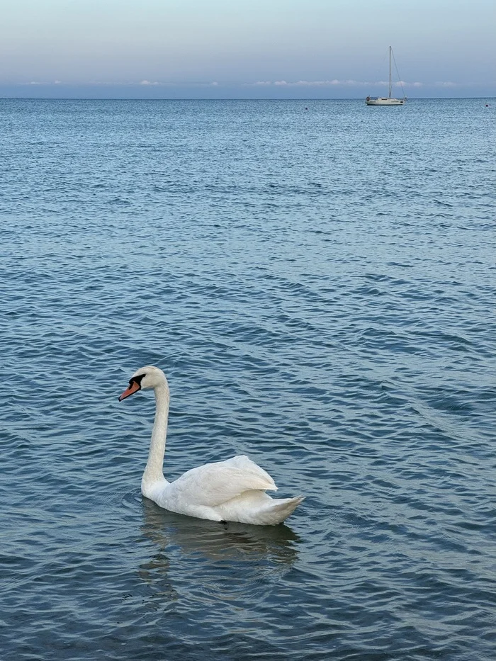 Swan - My, Mobile photography, Sky, Evening, Clouds, Sea, Swans, Black Sea, Crimea