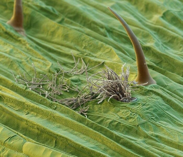 Септориоз на поверхности листьев. Нити мицелия прорываются на поверхность.