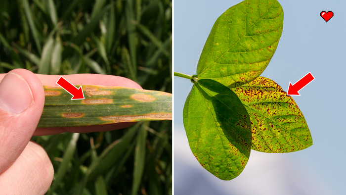 Поражённые септориозом листья растений.