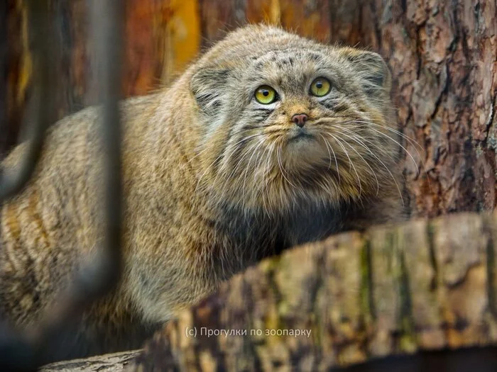 Story 3 - Pallas' cat, Books, Reading, Literature, Excerpt from a book, Writers, Prose, Small cats, Cat family, Wild animals, Predatory animals, Repeat
