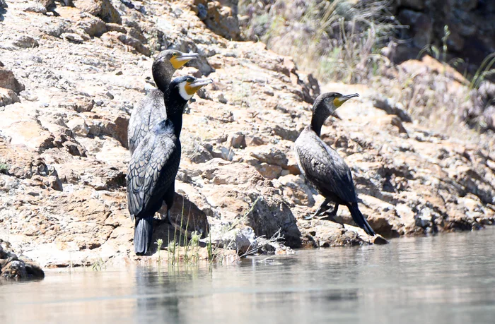 Yes, these cormorants ate all the fish! (No) - My, Kazakhstan, Rare view, Red Book, Cormorants, Ili River, Kapchagay, Irtysh, Longpost