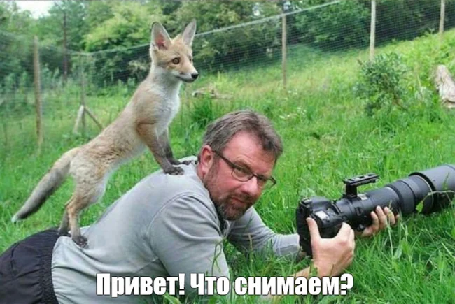 Little fox)) - Fox, Photographer, Picture with text