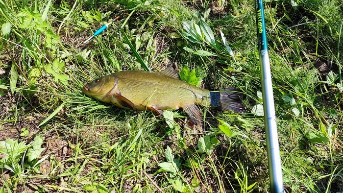 My first tench - My, A fish, Tench, Fishing, The photo
