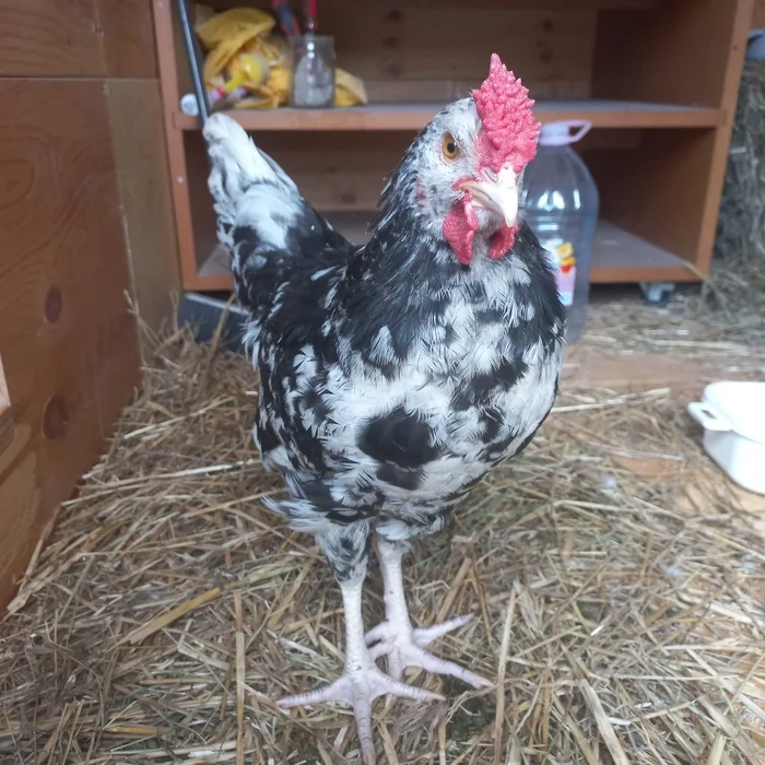 The morning does not begin with coffee... - My, Pets, Rooster, Hen, Chicken coop, Subsidiary farming, Longpost