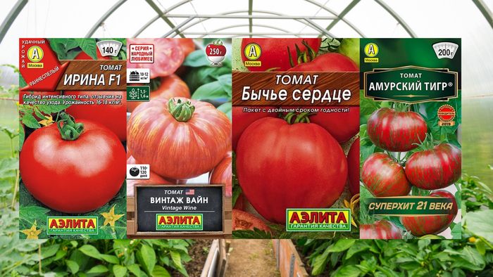 Сорта томатов, пользующиеся популярностью у дачников.