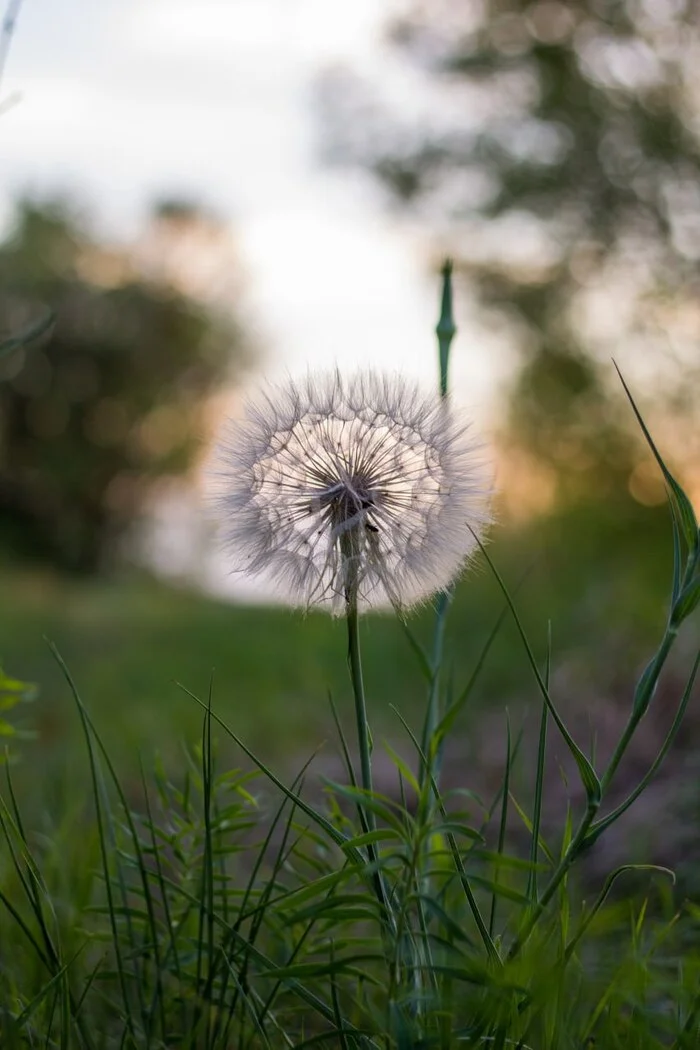 Alone in the forest - My, Forest, Dandelion, Flowers, The photo