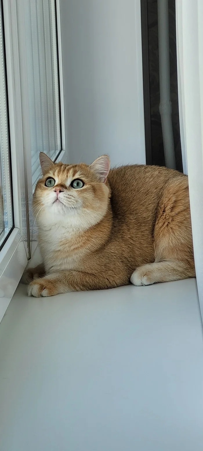 Handsome Masavchik - Longpost, My, cat, British Golden Chinchilla