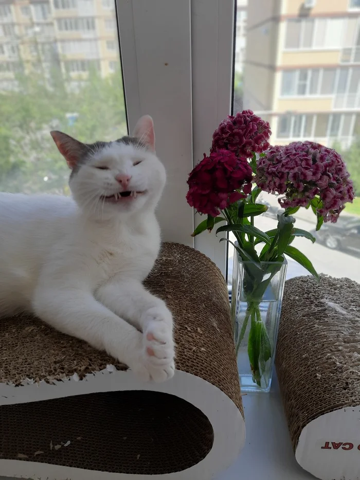 The girl was given flowers - My, cat, Meme Pets, Milota, Longpost, Pets, The photo
