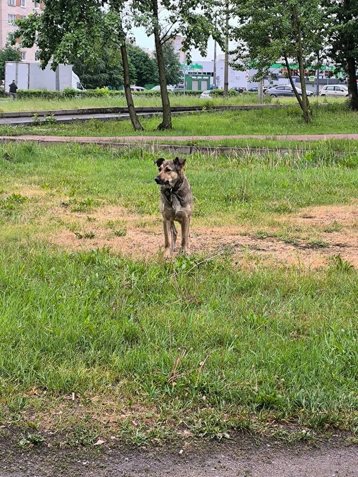 We are looking for Maye's owner, old or new - Dog, Lost, Homeless animals, Friend, Overexposure, No rating, VKontakte (link), Longpost, Saint Petersburg, Puppies, In good hands, Friends