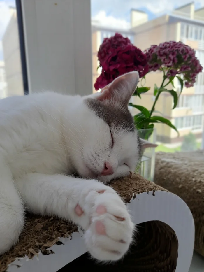 The girl was given flowers - My, cat, Meme Pets, Milota, Longpost, Pets, The photo