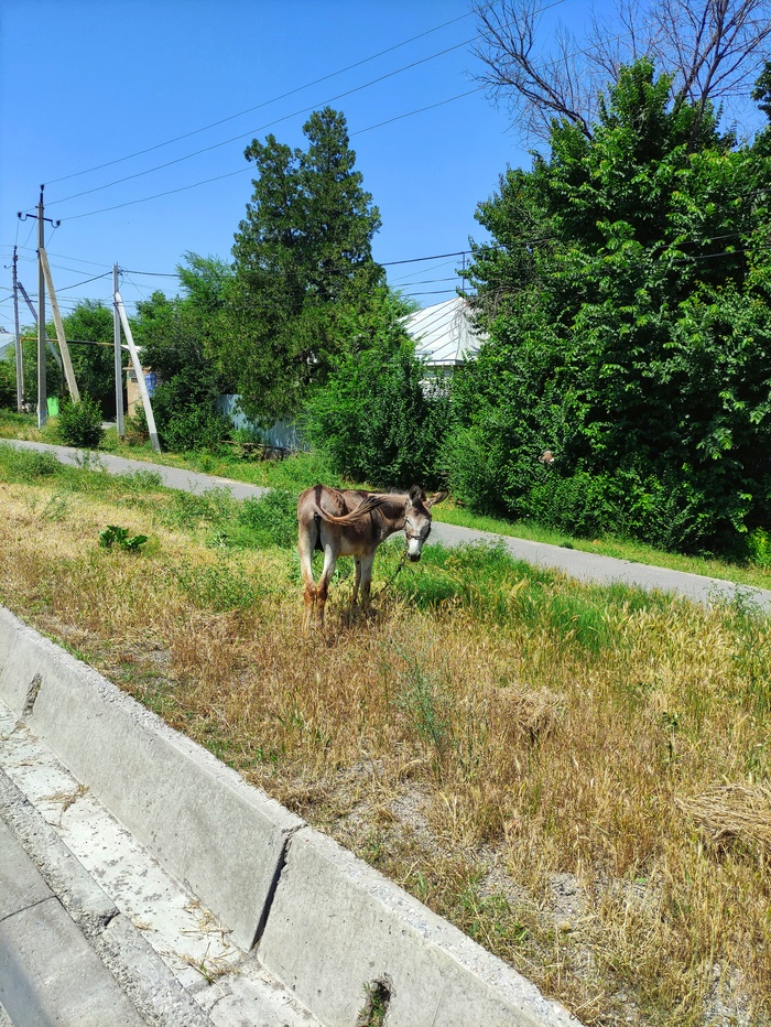 Ослик, вид сзади.
