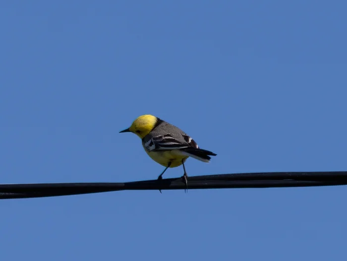 Yellow-headed wagtail - My, The nature of Russia, Nature, Photo hunting, wildlife, The photo, Birds, Ornithology, Ornithology League, yellow wagtail, Wagtail, Bird watching