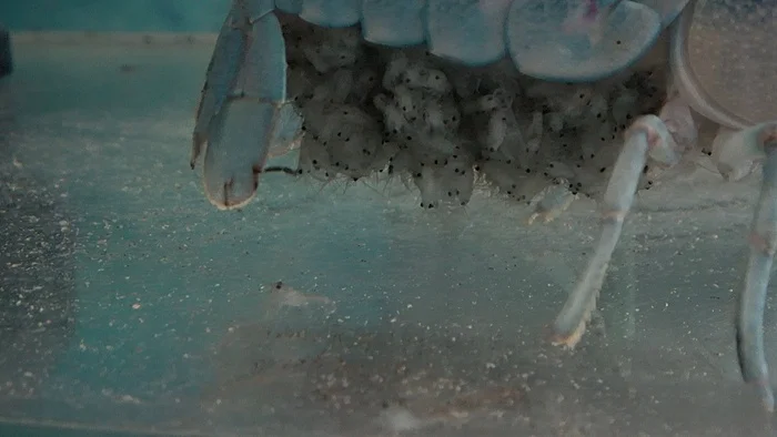 About breeding the Australian red-clawed crayfish - My, Сельское хозяйство, Biology, Breeding, Animals, Business, Crayfish, Farmer, Repeat, Longpost