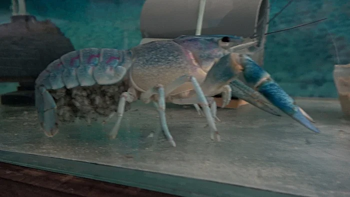 About breeding the Australian red-clawed crayfish - My, Сельское хозяйство, Biology, Breeding, Animals, Business, Crayfish, Farmer, Repeat, Longpost