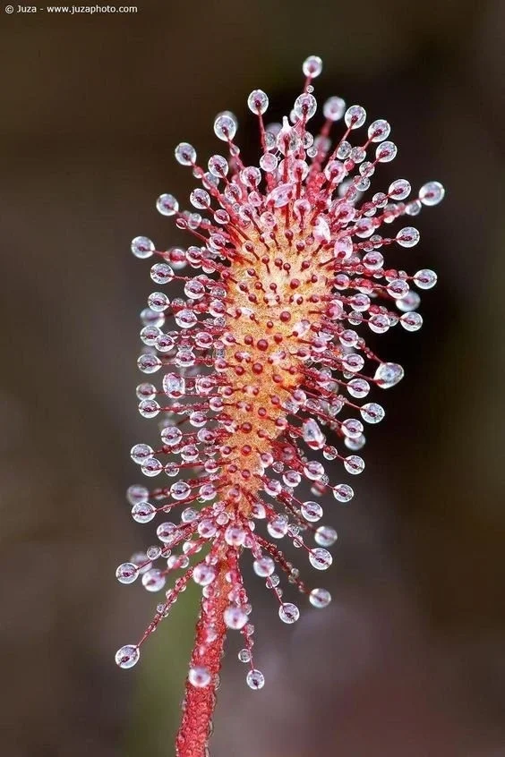 When an ordinary drop of dew becomes a work of art... This is extraordinary! - Nature, Dew, The photo, Longpost