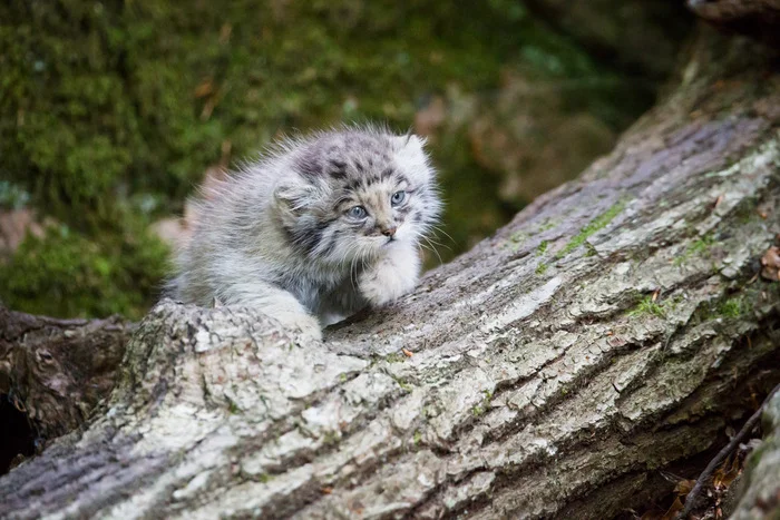 Story 5 - Pallas' cat, Small cats, Cat family, Predatory animals, Wild animals, Books, Prose, Literature, Reading, Writers, Excerpt from a book, Liters, Repeat