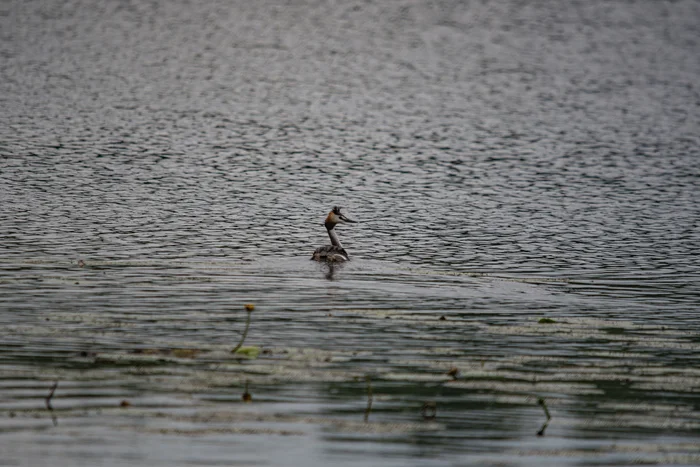 Great grebe - My, The photo, Nikon, The nature of Russia, Birds, Great grebe, Ornithology, Ornithology League, Photo hunting, Bird watching, In the animal world, Lake