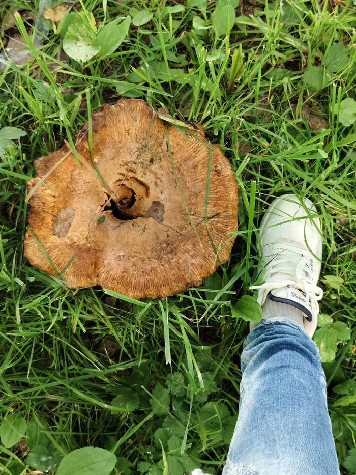 Mushroom portal - My, Mushrooms, Pig mushrooms, Moscow, The park, Summer, The photo