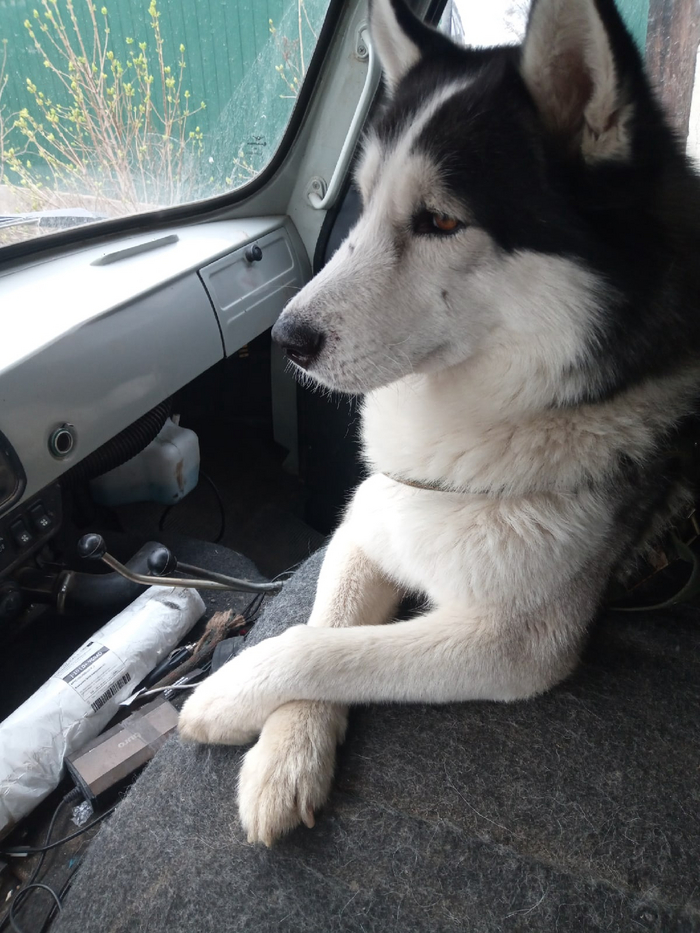 Ответ на пост «Довольная собака»