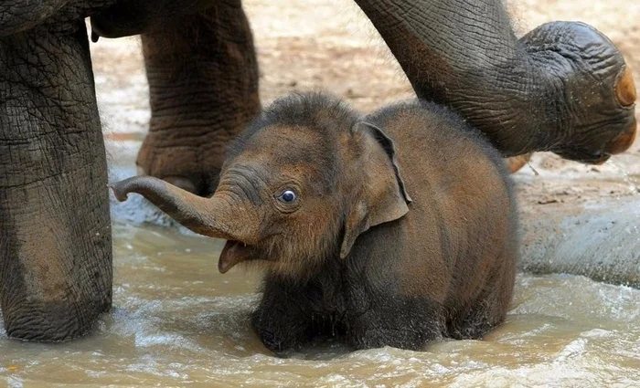 Mom gives a friendly kick. Otherwise, how can you go into the water for the first time in your life? - The photo, Animals, Humor, Elephants, Wild animals, Baby elephant