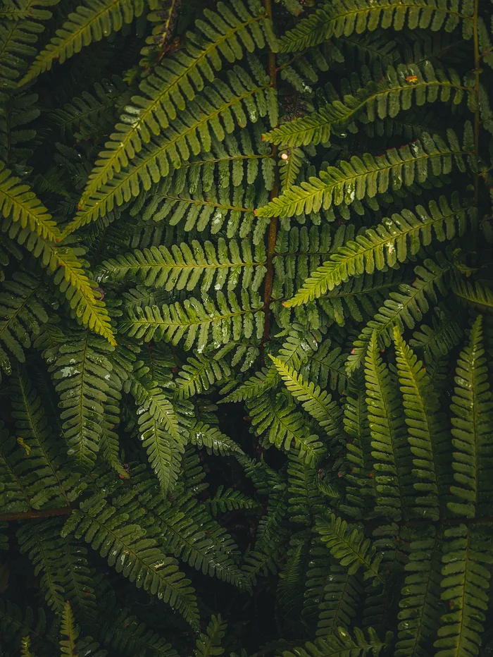 My favorite fern - My, Fern, The photo, Mobile photography, Green