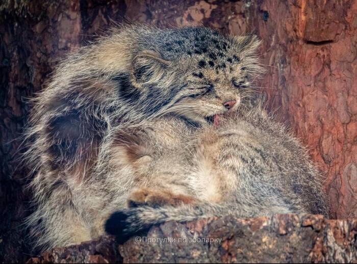 Wash up and good night - Wild animals, Predatory animals, Cat family, Small cats, Pallas' cat, The photo, Zoo, Leningrad Zoo