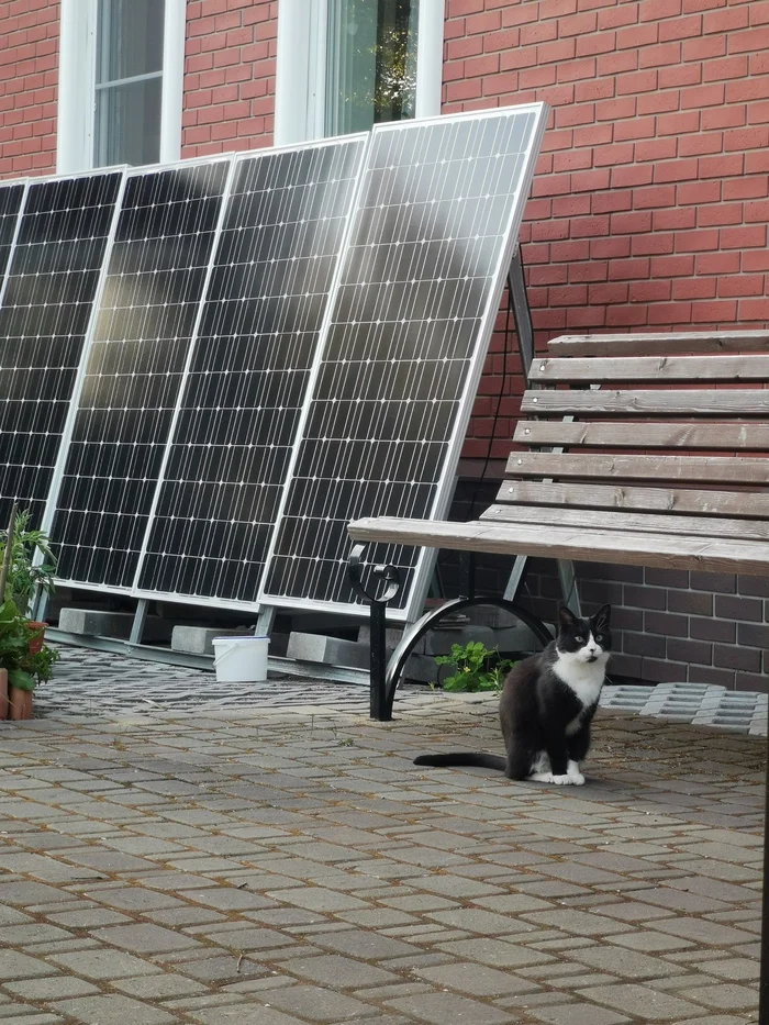 Sunny cat - My, cat, Benches, Solar panels, Black cat, Street photography