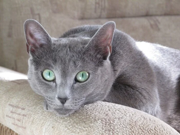 Russian blue cat young Amir is in good hands - Russian blue, cat, Cat lovers, In good hands, Moscow, Moscow region, Fluffy