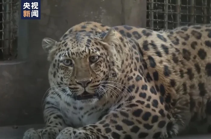 Fat leopard from Chinese zoo can't lose weight - Leopard, Zoo, China, Sichuan, Fullness, Fat cats, Wild animals, Predatory animals, Cat family, Big cats, Video, Youtube, Longpost