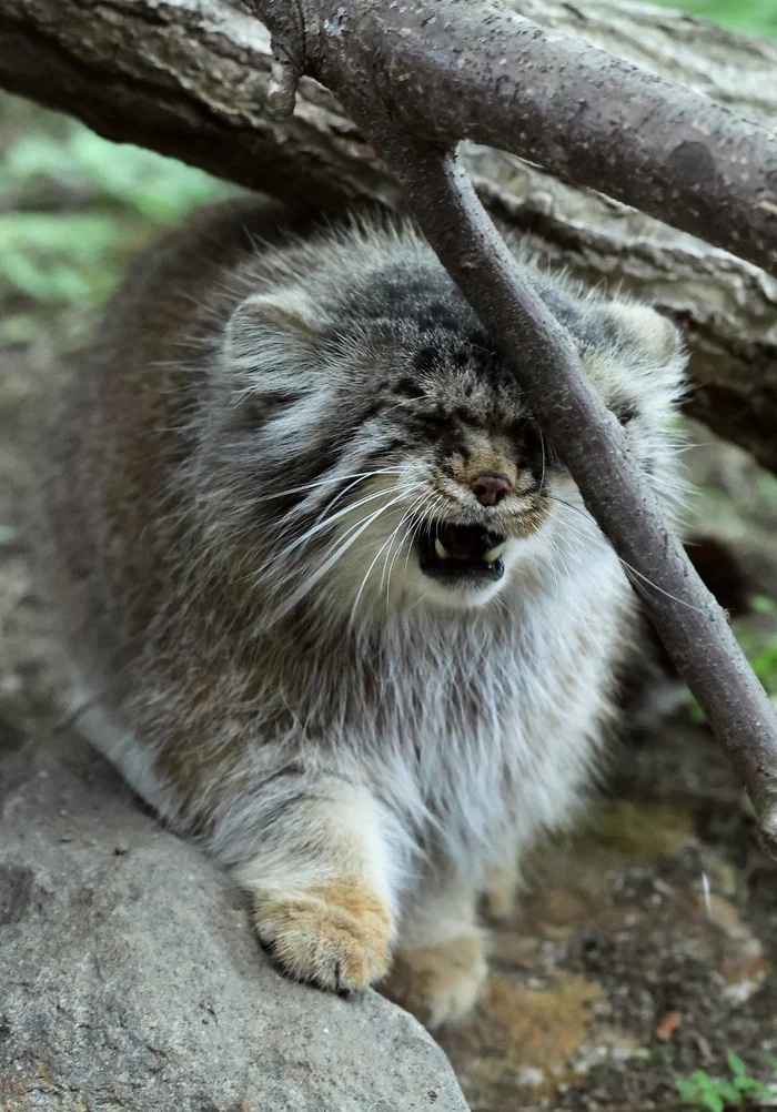 Thoughts on the inevitable Monday - Wild animals, Zoo, Predatory animals, Cat family, Pallas' cat, Small cats