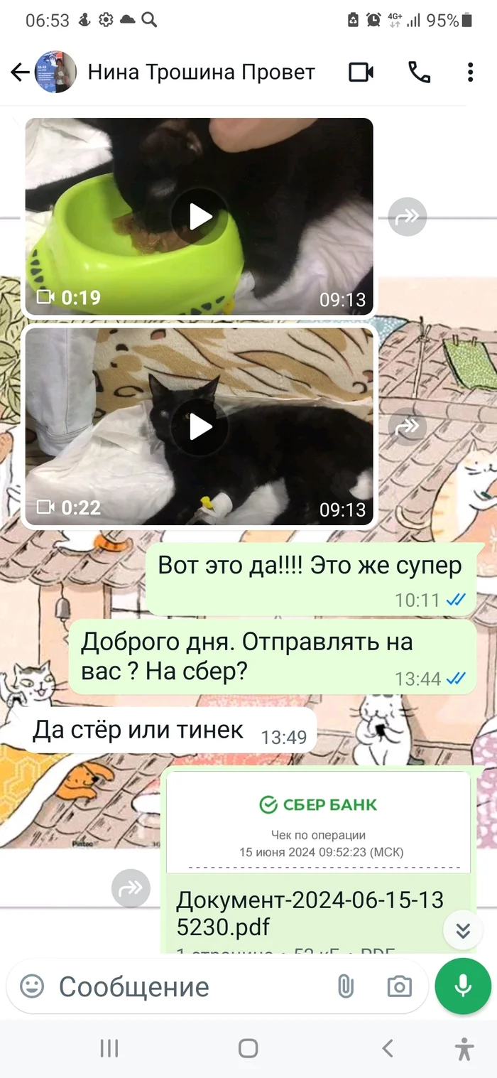 Continuation of the post “Paralyzed cat. Thrown under the door... - My, Krasnoyarsk, Abandoned, The rescue, Black cat, cat, Paralysis, Nervous system, Vet clinic, Animal shelter, Helping animals, Video, Vertical video, Reply to post, Longpost