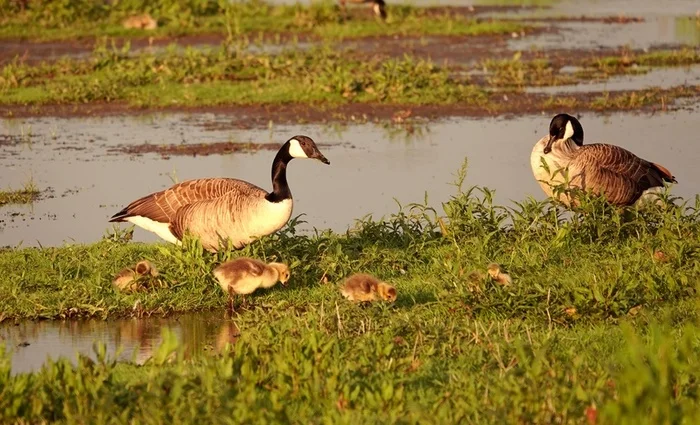 Canada geese with their babies - My, The photo, Netherlands (Holland), Nature, Birds